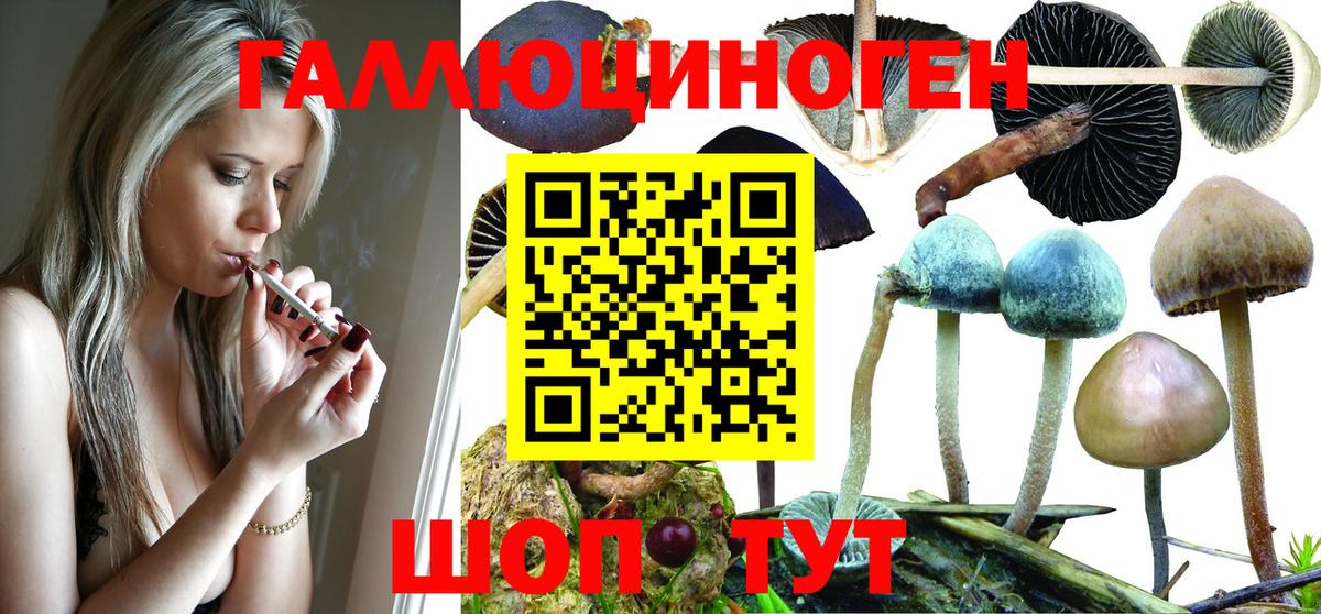 Сланцы  как найти   Вход с VPN  Галлюциногенные грибы Psilocybine cubensis 